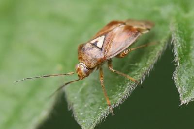 <i>Lygus pratensis</i>