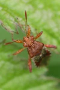 <i>Rhopalus subrufus</i>