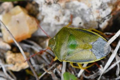 <i>Piezodorus lituratus</i>
