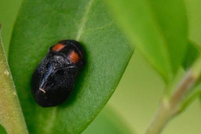 <i>Penthimia nigra</i>