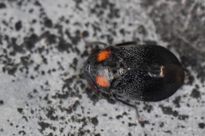 <i>Penthimia nigra</i>