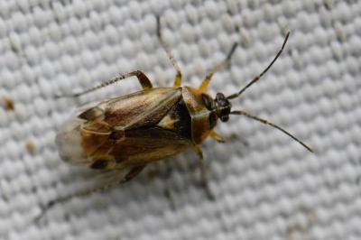 <i>Harpocera thoracica</i>