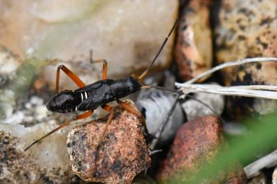 <i>Miris striatus</i>