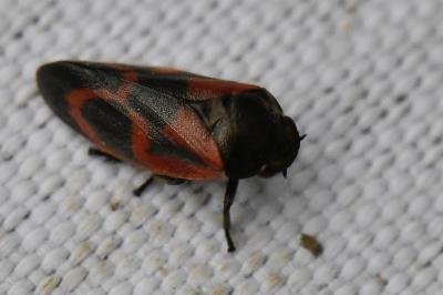<i>Haematoloma dorsata</i>
