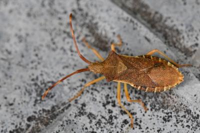 <i>Gonocerus acuteangulatus</i>