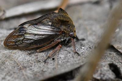 <i>Centrotus cornutus</i>