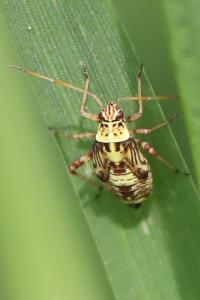 <i>Rhabdomiris striatellus</i>