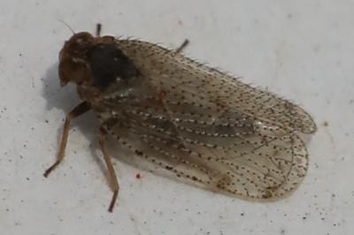 <i>Tachycixius pilosus</i>