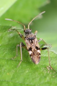<i>Beosus maritimus</i>