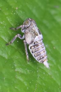 <i>Cixius</i>