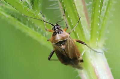 <i>Harpocera thoracica</i>