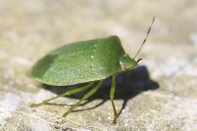 <i>Nezara viridula</i>