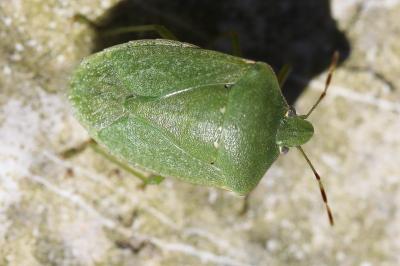<i>Nezara viridula</i>