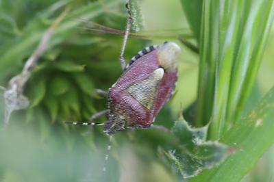 <i>Dolycoris baccarum</i>