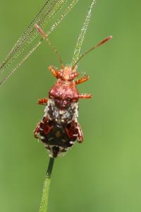 <i>Rhopalus subrufus</i>
