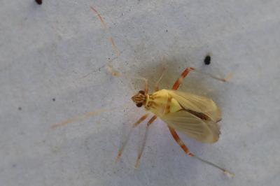 <i>Rhabdomiris striatellus</i>