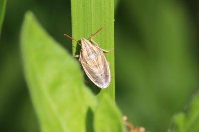 <i>Aelia acuminata</i>