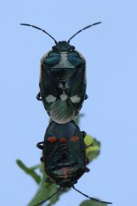 <i>Eurydema oleracea</i>