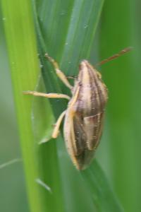 <i>Aelia acuminata</i>