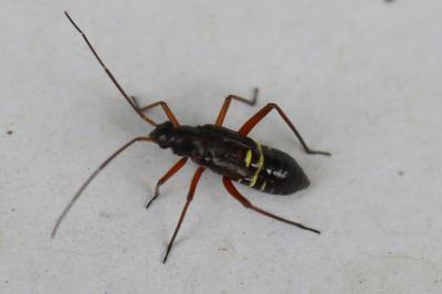 <i>Miris striatus</i>