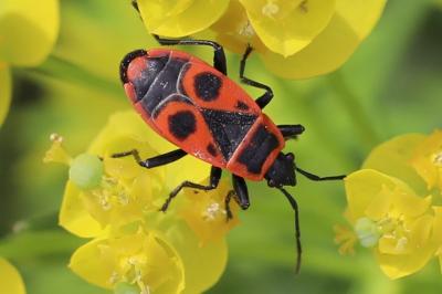 <i>Pyrrhocoris apterus</i>