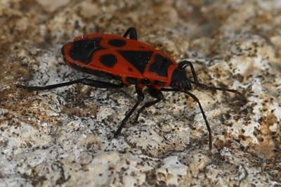 <i>Pyrrhocoris apterus</i>