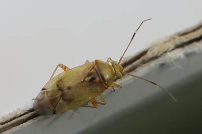 <i>Pinalitus cervinus</i>