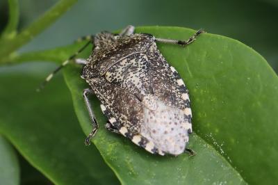 <i>Rhaphigaster nebulosa</i>