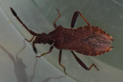 <i>Coriomeris denticulatus</i>