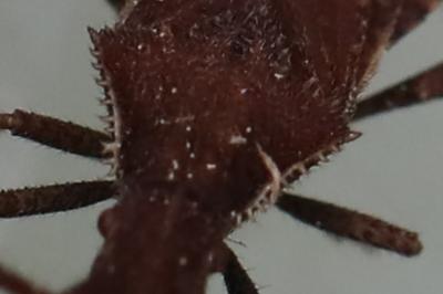 <i>Coriomeris denticulatus</i>