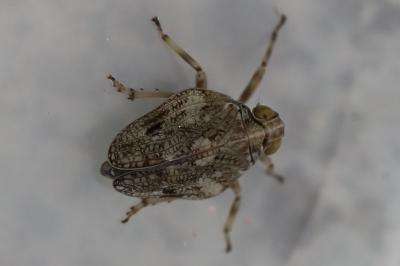 <i>Issus coleoptratus</i>