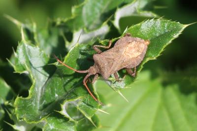 <i>Coreus marginatus</i>