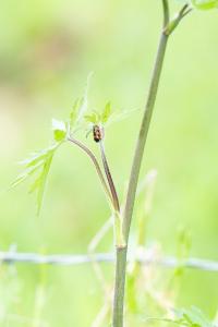 <i>Cercopis vulnerata</i>