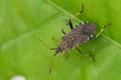Ceraleptus gracilicornis