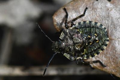 <i>Pentatoma rufipes</i>