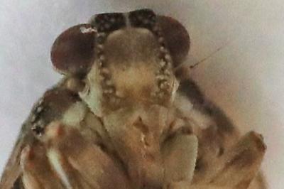<i>Issus coleoptratus</i>