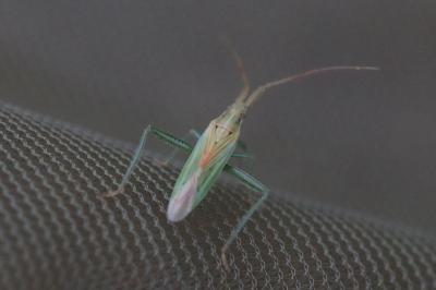 <i>Stenodema laevigata</i>