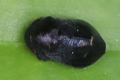 <i>Penthimia nigra</i>