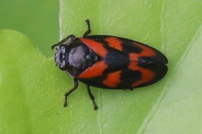 <i>Cercopis vulnerata</i>
