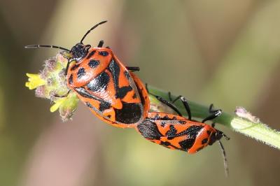 <i>Eurydema ornata</i>