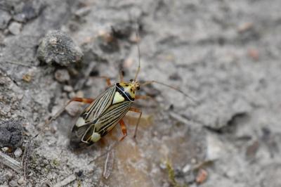 <i>Rhabdomiris striatellus</i>