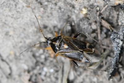 <i>Harpocera thoracica</i>
