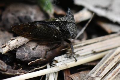 <i>Centrotus cornutus</i>