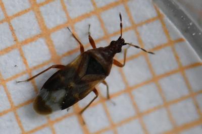 <i>Anthocoris nemoralis</i>