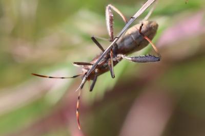 <i>Camptopus lateralis</i>