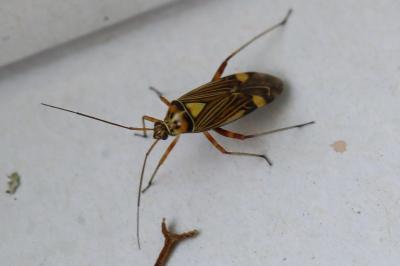 <i>Rhabdomiris striatellus</i>