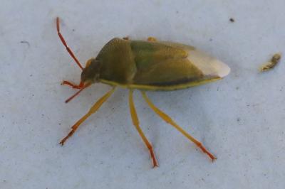 <i>Piezodorus lituratus</i>