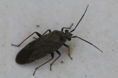<i>Heterocordylus tibialis</i>