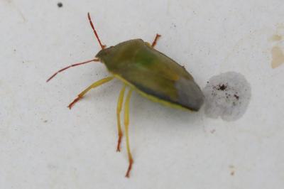 <i>Piezodorus lituratus</i>