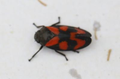<i>Cercopis vulnerata</i>